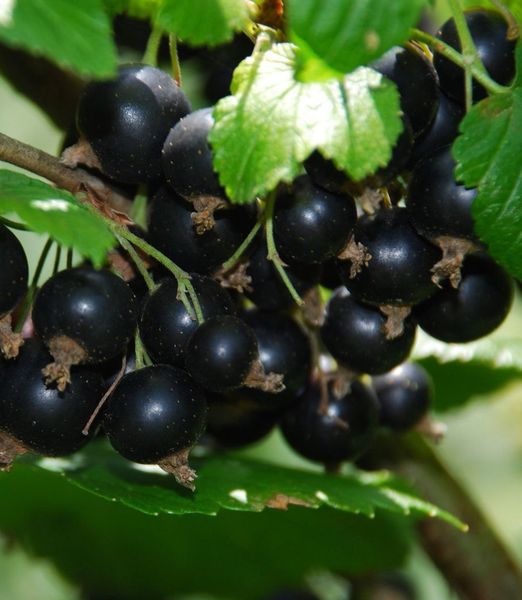 Ribes nigrum 'Titania'